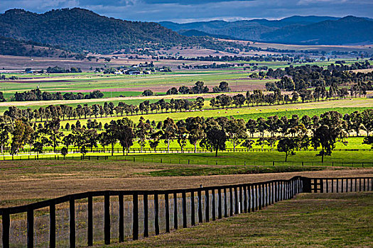 马,农场,靠近,新南威尔士,澳大利亚