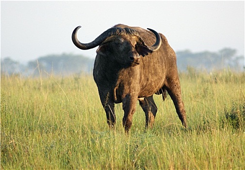 非洲水牛,乌干达