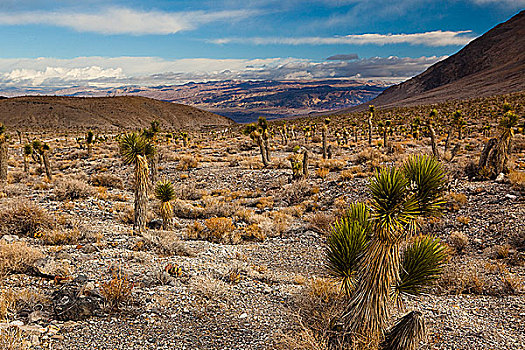 仙人掌,荒芜,死亡谷国家公园,加利福尼亚,美国
