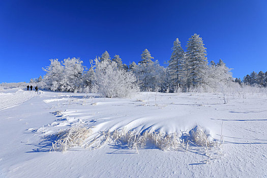 雪岭雾凇景观