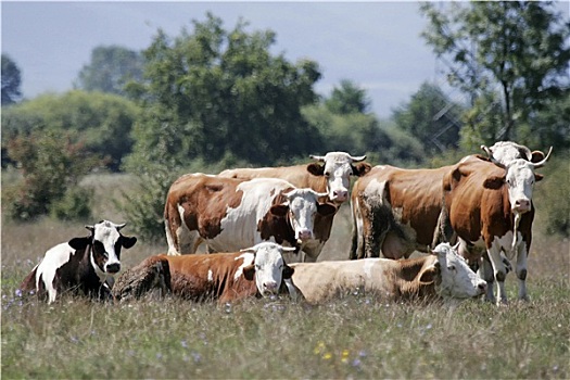 成群,母牛,牧场