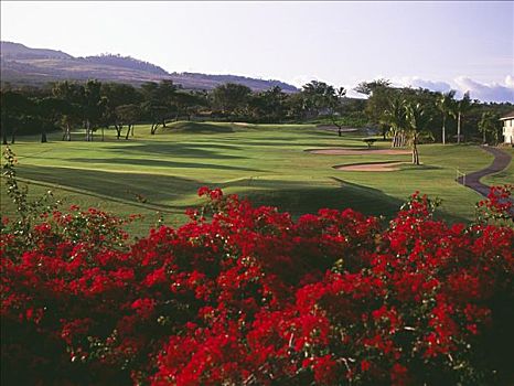 夏威夷,毛伊岛,胜地,高尔夫球场,蓝色,场地,鲜明,粉花