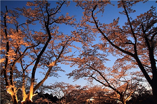 樱花,日本,夜景