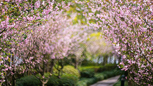 花间小径