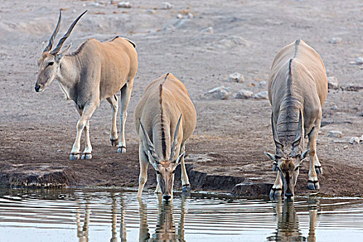 三个,大羚羊,水坑,纳米比亚
