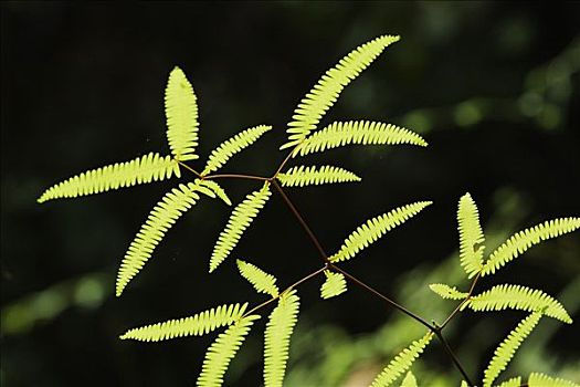 蕨类,加里曼丹,婆罗洲,印度尼西亚