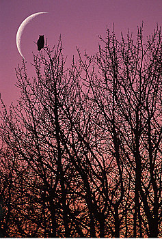 大雕鸮,枝头,黄昏,艾伯塔省,加拿大