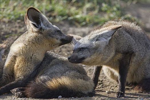 大耳狐,一对,互动,恩格罗恩格罗,保护区,坦桑尼亚