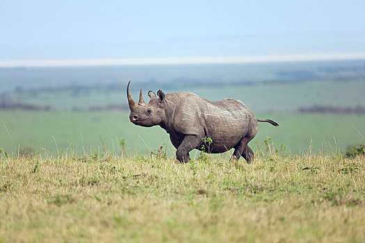 黑犀牛,大草原,塞伦盖蒂,裂谷省,肯尼亚,非洲