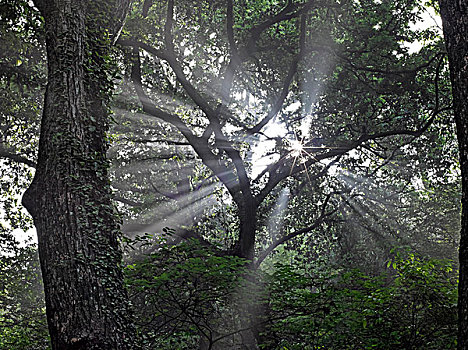 森林里的光线