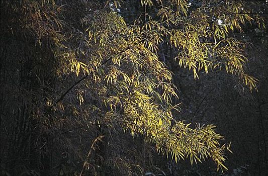竹子,逆光,丛林,国家公园,中央邦,印度,亚洲