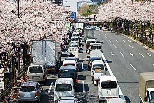 日本人,道路,樱花,树,东京,日本