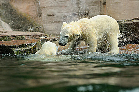 北极熊,水中,动物园,德国