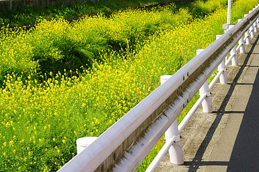 芥末,花,河床