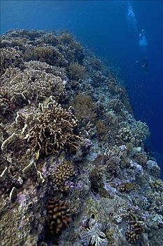 印度尼西亚,班达海,小岛,潜水,上方,茂密,珊瑚,海景