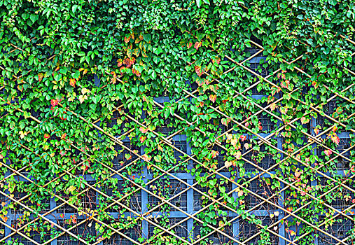 墙壁,绿色,植物