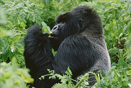 山地大猩猩,大猩猩,维龙加山,北方,边界,卢旺达,刚果,乌干达