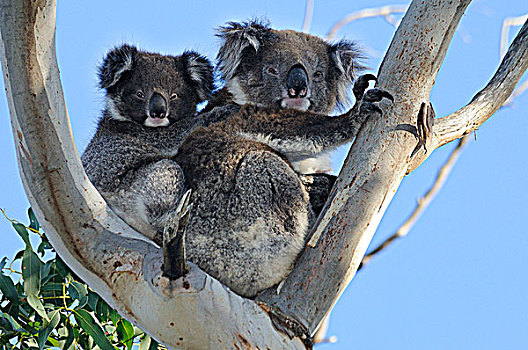 澳大利亚,维多利亚,奥特韦国家公园,两个,树袋熊