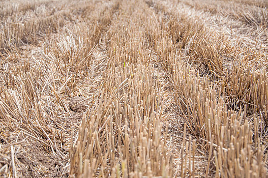 小麦收割后农田中的麦茬