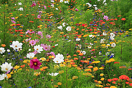 草地,野花,花地,花,植物,盛开,夏天,天宇,百日菊,春白菊,特写,矢车菊,彩色,不同,多彩,橙色,黄色