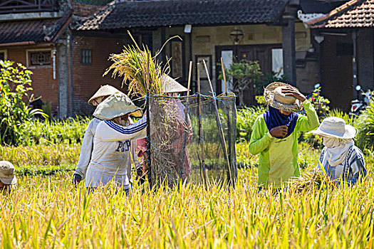 稻米,丰收,乌布,巴厘岛,印度尼西亚