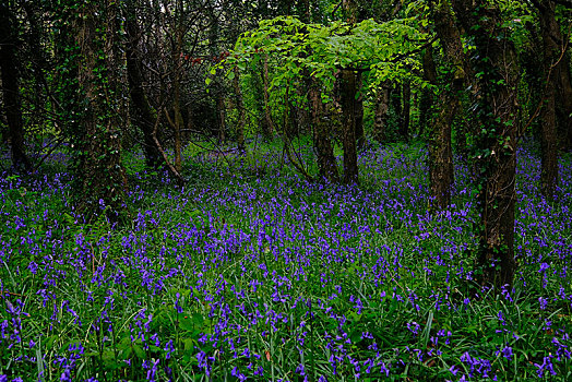 树林,花,普通,野风信子,蓝铃花,康沃尔,英格兰,英国