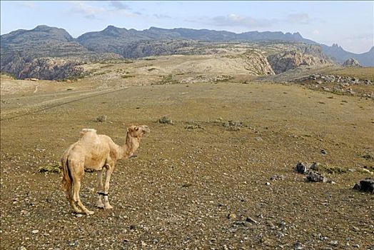骆驼,高地,索科特拉岛,世界遗产,也门