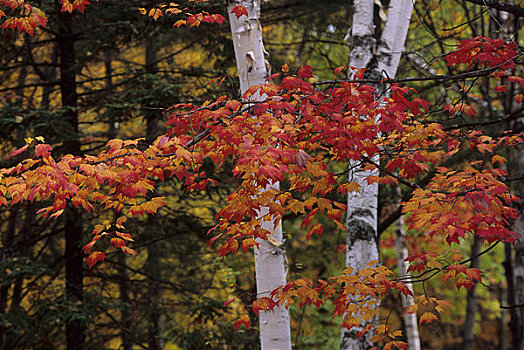 加拿大,魁北克,桦树,枫树,秋色