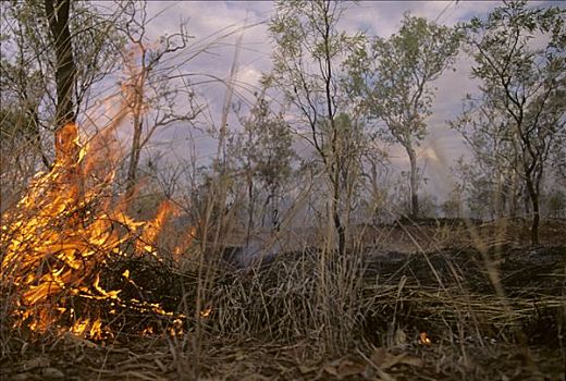灌丛火灾,靠近,北领地州,澳大利亚