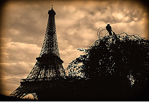 鸽子,黎明,埃菲尔铁塔,巴黎,法国