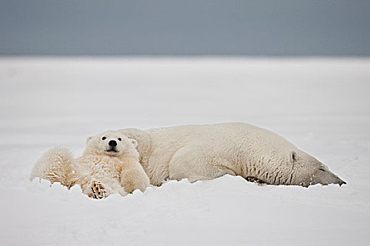 北极熊,幼兽,卧,雪地,海岸线,北方,阿拉斯加