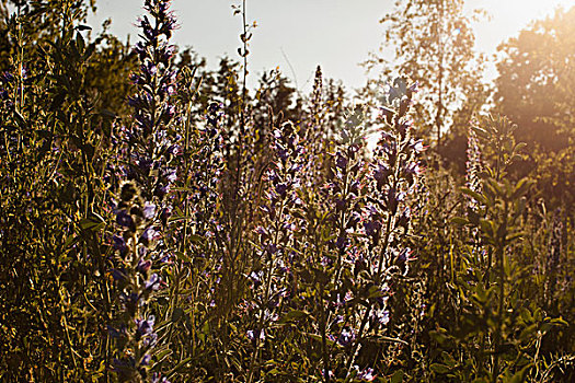 紫色,开花植物,盛开,地点,晴天