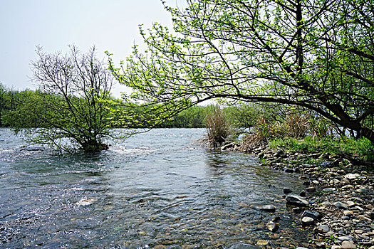 山水,溪流,流水,绿树