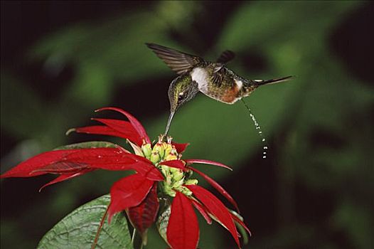 蜂鸟,进食,授粉,一品红,花,雾林,哥斯达黎加