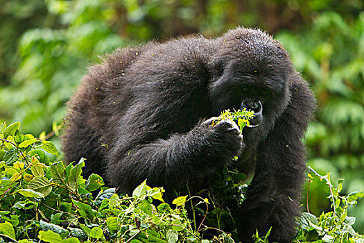 非洲,卢旺达,山地大猩猩,大猩猩,多,蔓藤