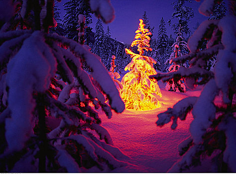 圣诞树,树林,冬天