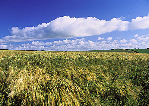 大麦,地点,风,康沃尔,英格兰,英国,欧洲