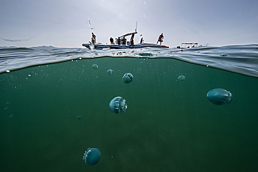 水母,吐绶鸡,海洋,水下视角,下加利福尼亚州,墨西哥,北美