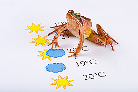 青蛙,天气,先知,天气预报
