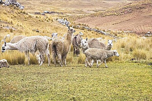 美洲驼,喇嘛,羊驼,绵羊,放牧,草场,秘鲁