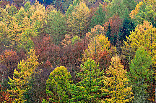 秋天,混交林,落叶松属植物,云杉,山毛榉树,北莱茵威斯特伐利亚,德国,欧洲