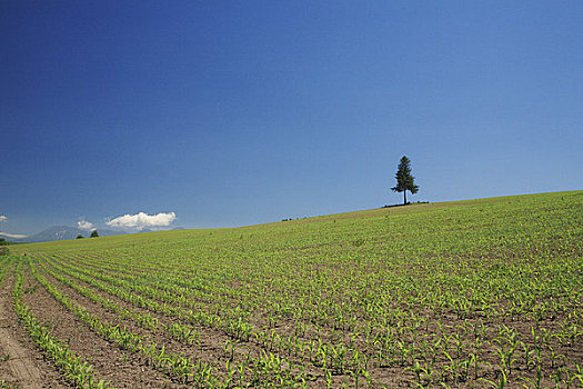 树,玉米田,蓝天