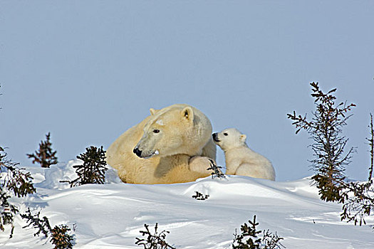 加拿大,曼尼托巴,瓦普斯克国家公园,北极熊,幼兽,尝试,专注