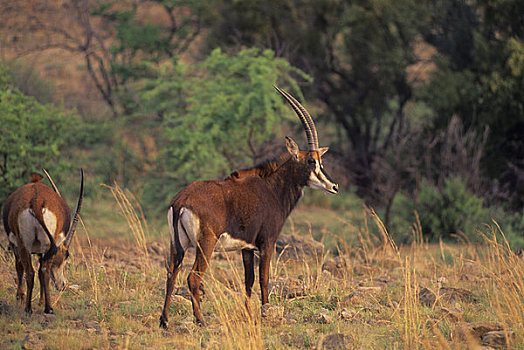南非,靠近,约翰内斯堡,国家公园,濒危物种