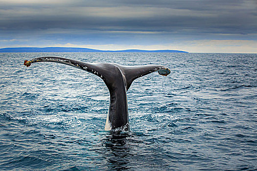 鲸尾叶突,南露脊鲸,靠近,西澳大利亚州