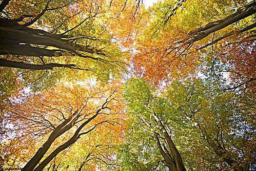 秋天,色彩,冠,山毛榉,树,逆光,自然保护区,古老,树林,黑森州,德国,欧洲