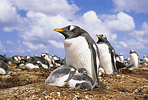 巴布亚企鹅,生物群,福克兰群岛