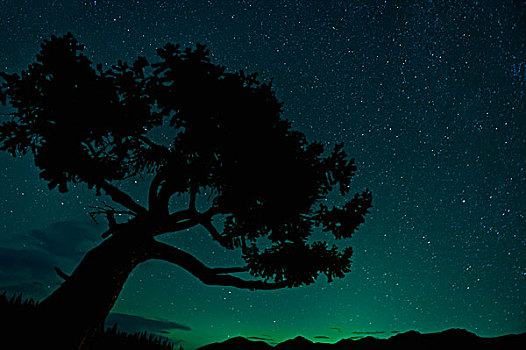 剪影,树,北极光,碧玉国家公园,艾伯塔省,加拿大