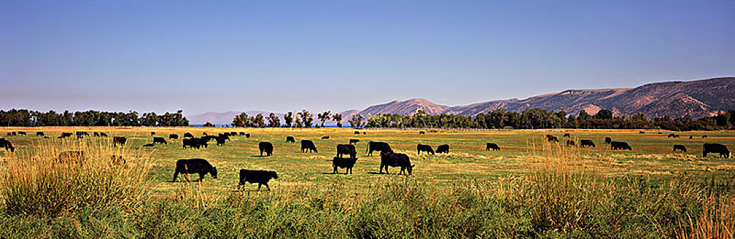 牧群,黑色,牛,放牧,草地,山,蓝天,犹他,美国