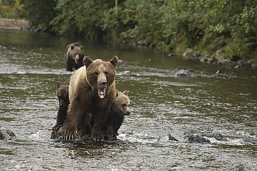 棕熊,河,不列颠哥伦比亚省,加拿大